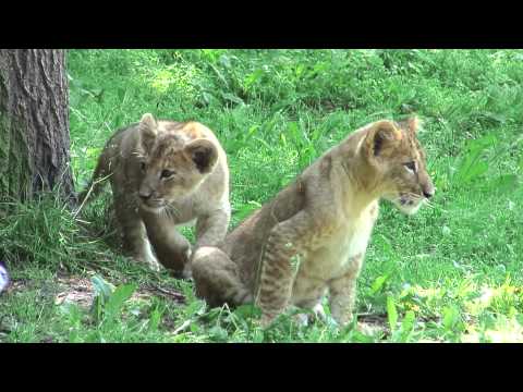 Tierporträt: Löwen im Zoo Rostock