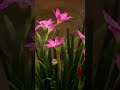 Flower Status Song Flower Hindi Song Video Fullscreen Status Whatsapp Status Shorts Status