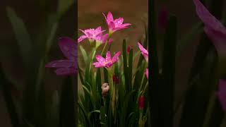 Flower status song  flower Hindi song video  fulls