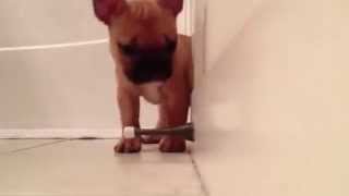 Cachorro de Bulldog Francés descubre un resorte