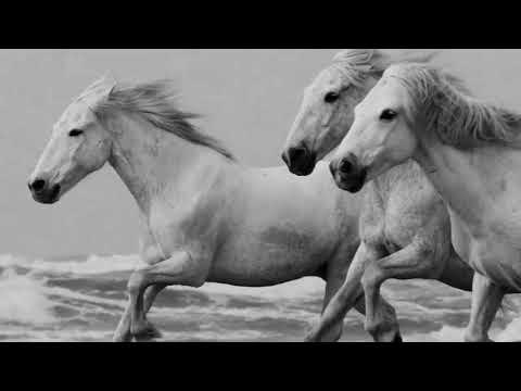 Hans Zimmer ∼ Czarina Russel ∼ Now We Are Free