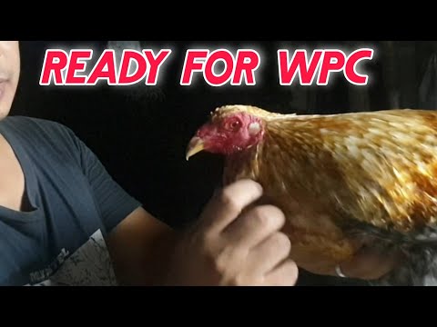 WPC superbulik #wpc #superbulik #forsale