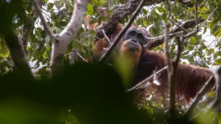 preview picture of video 'HARANGAN TAPANULI; Pongo Tapanuliensis'