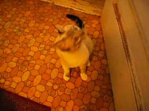 Asking Markita a question...