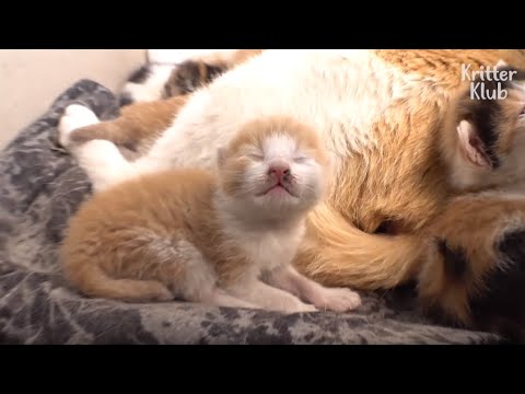 What Made This Angel Kitten's Mom Become A Bad Mother? (Part 2) | Kritter Klub