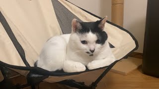 キャンプ用品を買ったら猫の厳しい検品が待っていた
