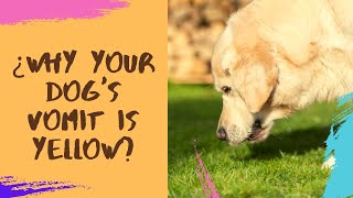❓ ¿Why Your Dog