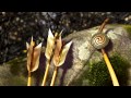 Brave 2012 Blu Ray Menu HD 1080p