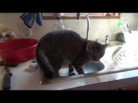 Max Canada Lynx - Meat 101