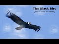 Die Braut - The Black Bird (echoes from the desert ...