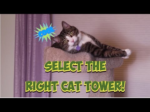 How to Choose the Right Cat Tree for Your Cat! 😻