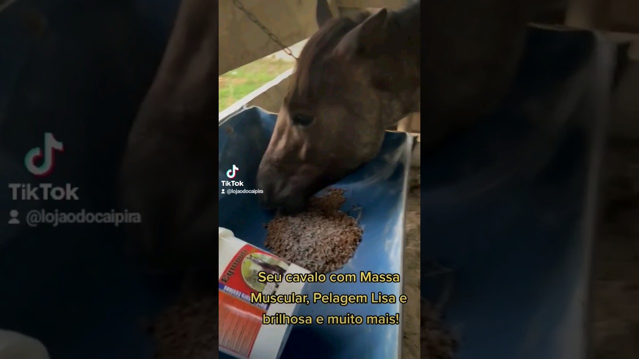 Watch Now Suplemento para cavalo que vem fazendo a diferença por onde passa! Massa Muscular, Pelagem e muito+ Suplemento para cavalo que vem fazendo a diferença por onde passa! Massa Muscular, Pelagem e muito+