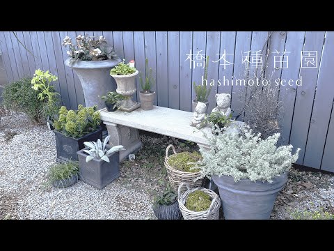 炎の木、華やか 植物