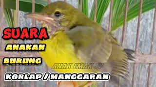 Download lagu Suara anakan burung Korlap / Manggaran | cocok buat pancing indukan mp3