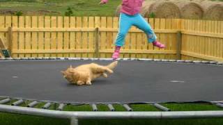 Cat on trampoline