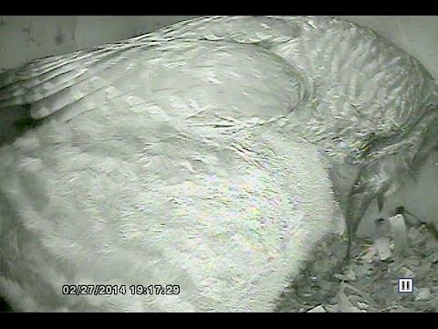 Boo shares a fish with Mom - Barred Owls - OwlWatch.org