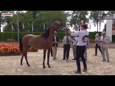 N 48 ALMAHA RC   GCAT Valkenswaard 2024   Junior Fillies Section A Class 2A