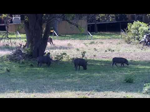 Djuma: Nyalas, Vervet Monkeys, Warthogs and Impala - 14:35 - 10/02/2022