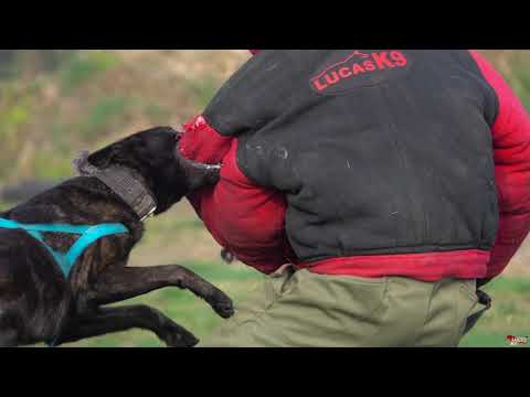 Garu Dutch Shepherd Protection Inside And Outside