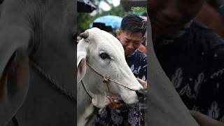 Download lagu 😭 Gak Kuat Nonton… Sapi Ini Menangis Saat Idul Adha 2025 😢🐂 mp3