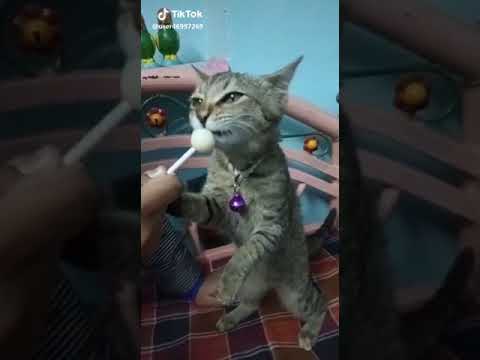Tiktok best video cat funny !