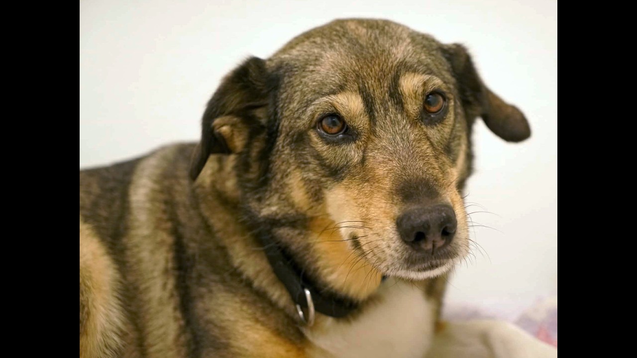 Enlarge Bella, a Adoptable mixed breed in Republic, WA video 6/6