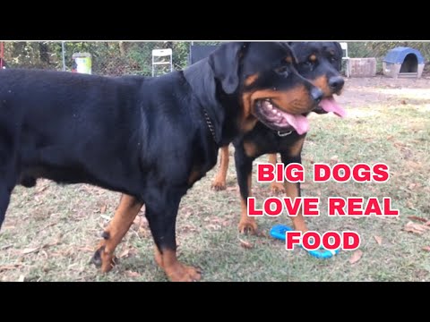 HOW I FEED MY ROTTWEILERS KIBBLE MIXED WITH REAL FOOD