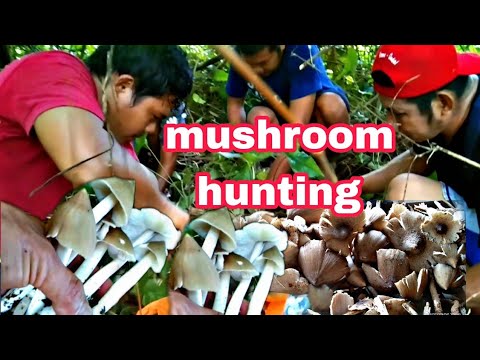 WILD MUSHROOM PANGUNGUHA NG KABUTI ANG DAMI  #buhayprobinsya