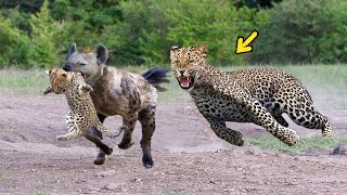 Epic Battle Of King Hyena Vs Leopard - The God can't help Mother Leopard save Cubs escape of Hyena
