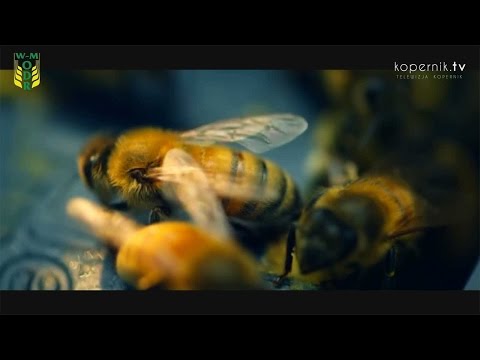 Pszczoły w zagrożeniu