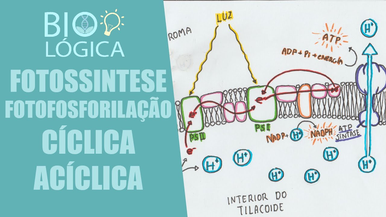 BIO LÓGICA! FOTOSSÍNTESE - FOTOFOSFORILAÇÃO CÍCLICA E ACÍCLICA