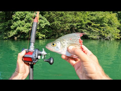 4 Hours of RAW and UNCUT Kayak Catfishing on the Tennessee River | Dragging vs. Suspending Cut Bait