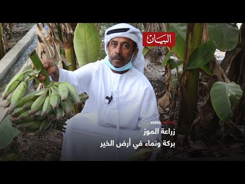 زراعة الموز بركة ونماء في أرض الخير