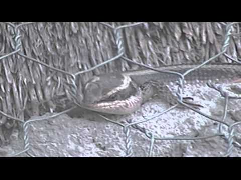 African Striped Skink at Pete's Pond April 14, 2013