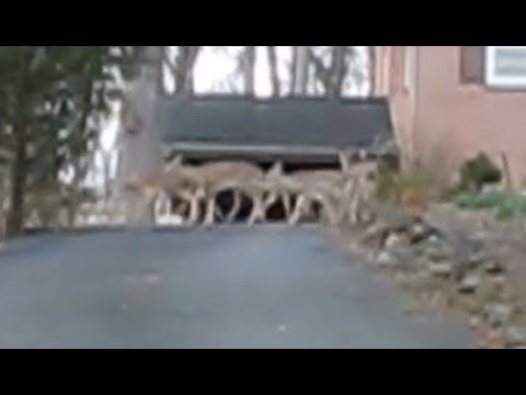 Wild Deer Herds Overrunning Charlottesville Virginia