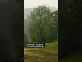 Veer Zaara Song Tere Liye Whatsapp Status Romantic Weather Rain Status Shorts Viralvideo
