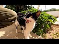 Gorgeous Tuxedo Cat Meowing For Food