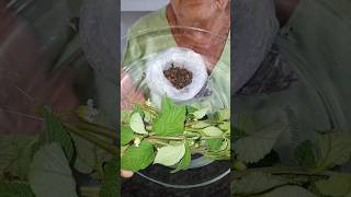 Não tá conseguindo dormir? Faça esse chá! #shortvideo #shortsfeed #shorts #short