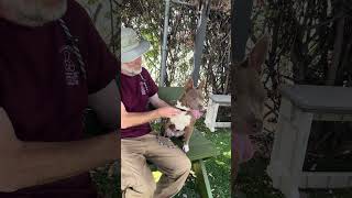 Video preview image #1 Mutt Puppy For Sale in Pasadena, CA, USA