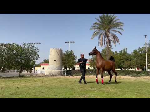 BAHIYA S B M.  FA EL RASHEEM BY FA EL SHAWAN & MURANAS JE TAIME  BY PSYTADEL