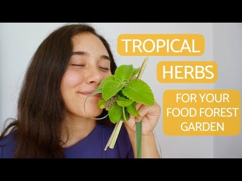 download lagu mp3 mp4 Do Herbs Need Full Sun, download lagu Do Herbs Need Full Sun gratis, unduh video klip Do Herbs Need Full Sun