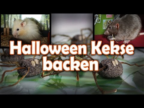 21 Neu Chinchilla Käfig Einrichtung Kaufen Grafiken 21 Neu Chinchilla Käfig Einrichtung Kaufen Grafiken