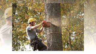 preview picture of video 'Tree Removal Service in North Little Rock AR'