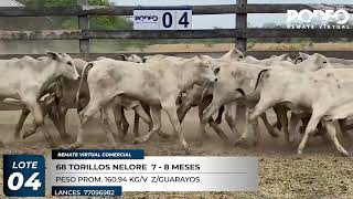 LOTE 4