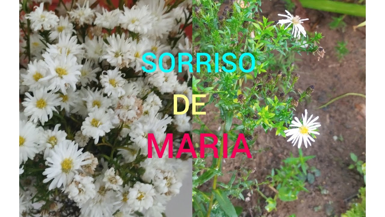 MARIA'S SMILE. HOW TO GROW THE PLANT AND PRODUCE SEVERAL FLOWERS AND EARN A LITTLE MONEY