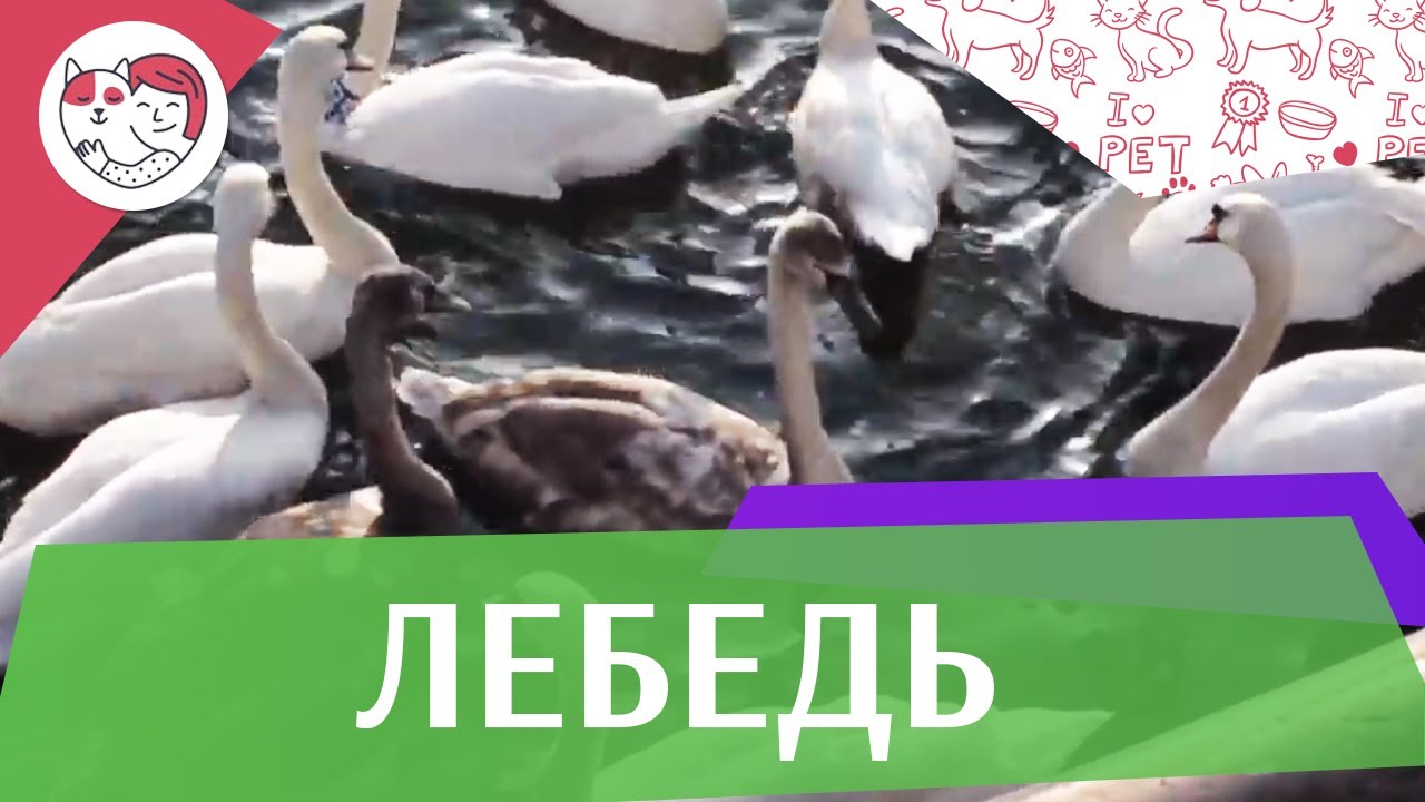 Лебеди Питание на ilikepet