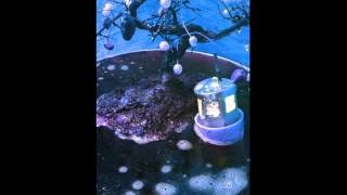 Edda Magnason - Magpie´s Nest