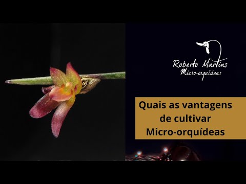 , title : 'Quais as vantagens de cultivar Micro orquídeas. Vídeo gravado em 13/09/2.020.'