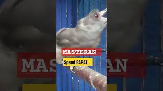 Download lagu BURUNG MURAI AIR GACOR mp3 Download lagu BURUNG MURAI AIR GACOR mp3