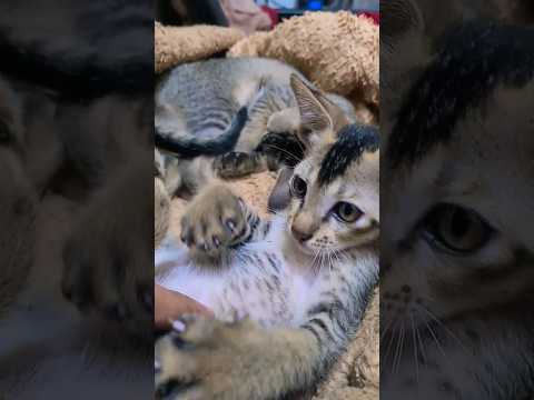 #cute #cats #viralvideo #shorts